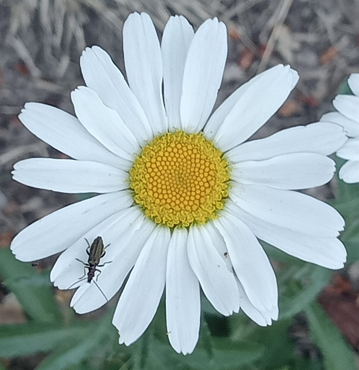 Margherita bianca fotografata da Chiara Zanchetta