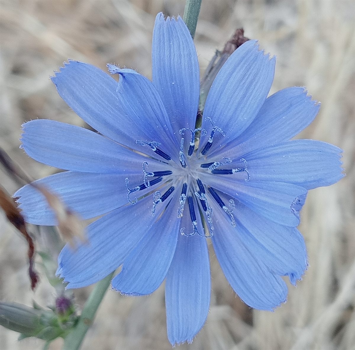 Fiore di cicoria azzurro fotografato da Chiara Zanchetta