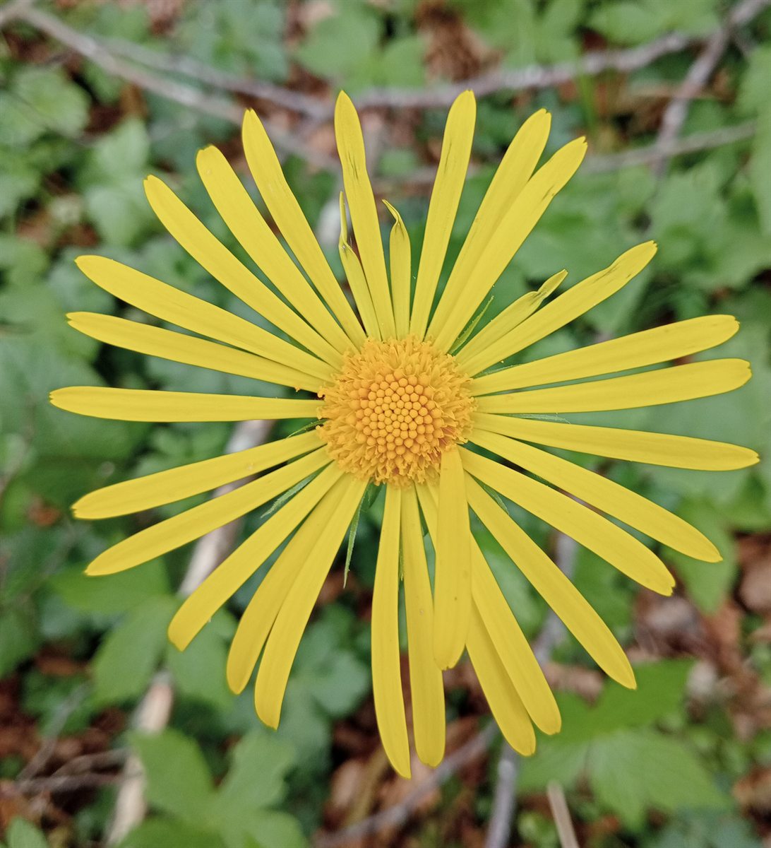 Fiore giallo fotografato da Chiara Zanchetta