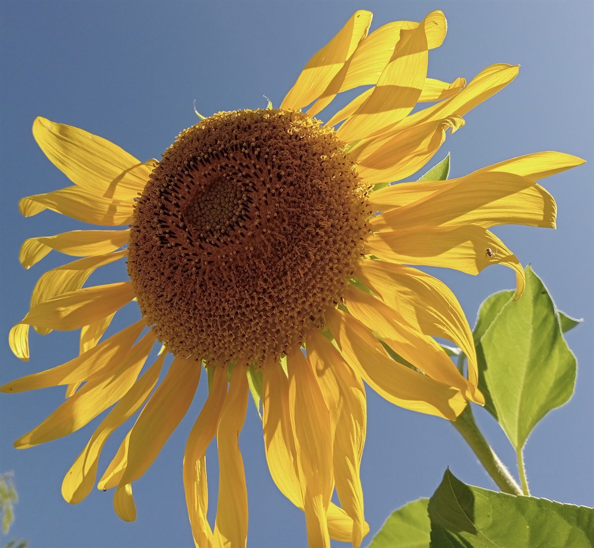Girasole fotografato da Chiara Zanchetta