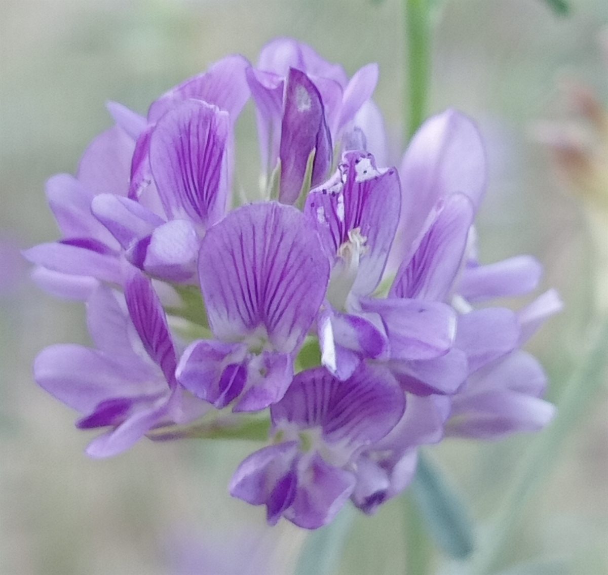 Fiore viola fotografato da Chiara Zanchetta