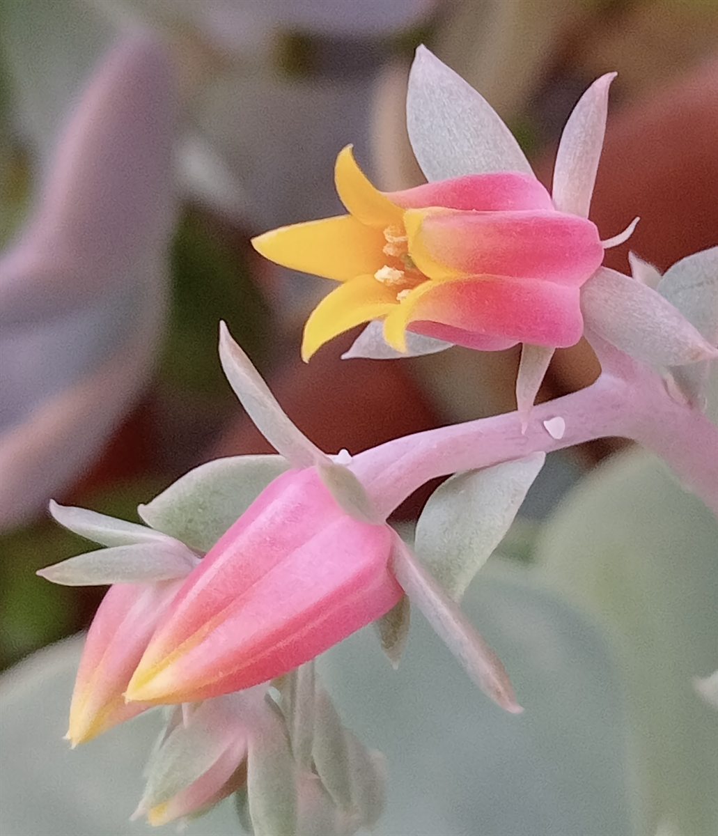 Fiore rosa e giallo fotografato da Chiara Zanchetta